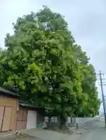 高桑八幡神社の{uncategorized: "未分類", other: "その他", undefined: "問題あり", building: "その他建物", grave: "お墓", sacred_gate: "鳥居", guardian: "狛犬", statue: "像", buddha: "仏像", history: "歴史", nature: "自然", garden: "庭園", animal: "動物", pagoda: "塔", temizu: "手水舎", mountain_gate: "山門・神門", sanctuary: "本殿・本堂", subordinate: "末社・摂社", art: "芸術", scenery: "景色", jizo: "地蔵", ema: "絵馬", goshuin: "御朱印", omikuji: "おみくじ", items: "授与品その他", amulet: "お守り", goshuincho: "御朱印帳", eats: "食事", festival: "お祭り", votive_dance: "神楽", shichigosan: "七五三参", wedding: "結婚式", experience: "体験その他", initially: "初詣", around: "周辺", anti_infection: "感染症対策"}