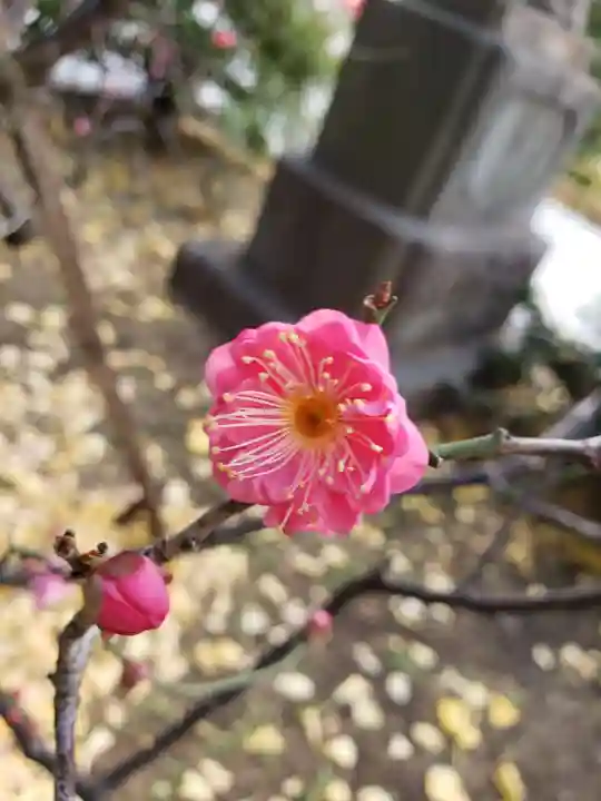 成子天神社(東京都)
