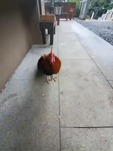 大甕神社の動物