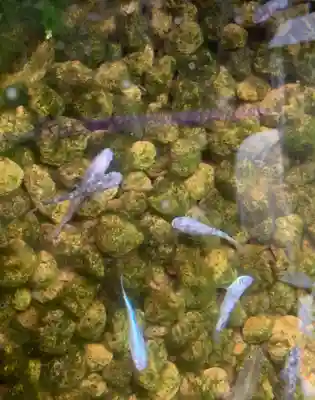 大野神社の動物