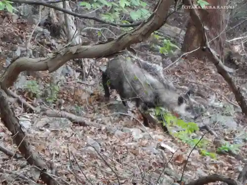 武蔵御嶽神社の動物