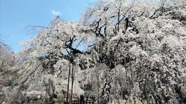 清雲寺(埼玉県)