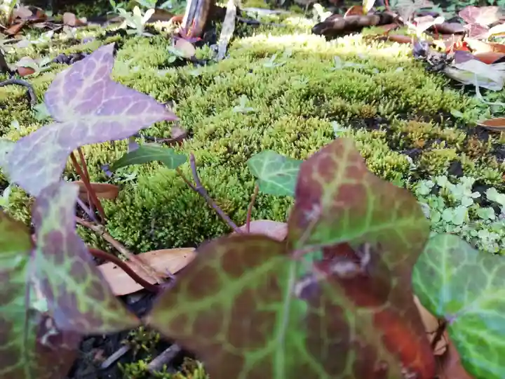 摩利支天 徳大寺の自然