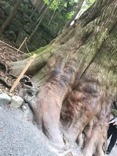 伊勢神宮内宮（皇大神宮）の自然