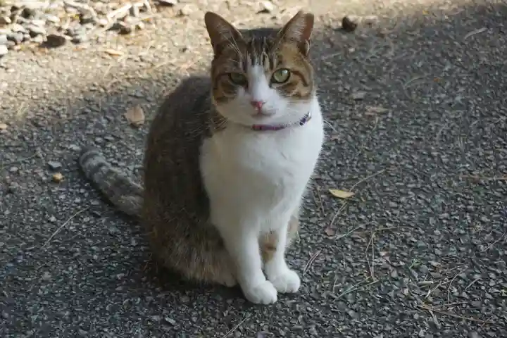 唐澤山神社の動物