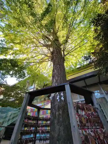 越谷香取神社の自然