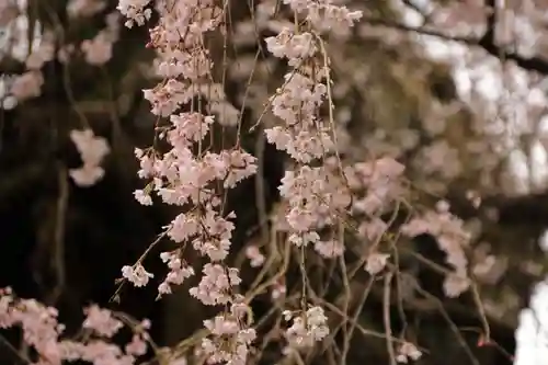 永泉寺の庭園