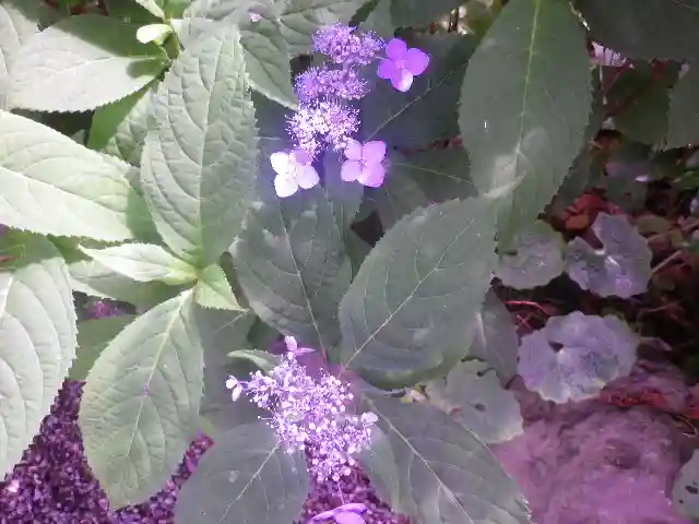 荏柄天神社の自然