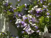 了仙寺(静岡県)