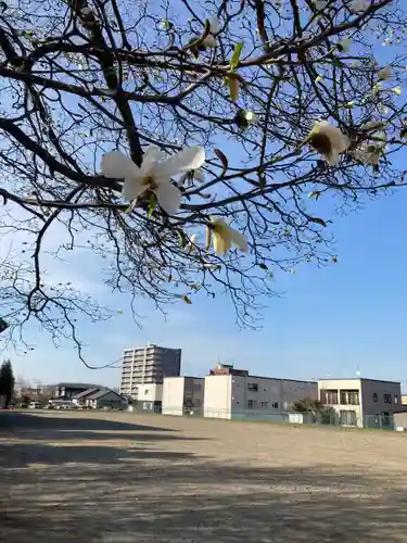 厚別神社の自然