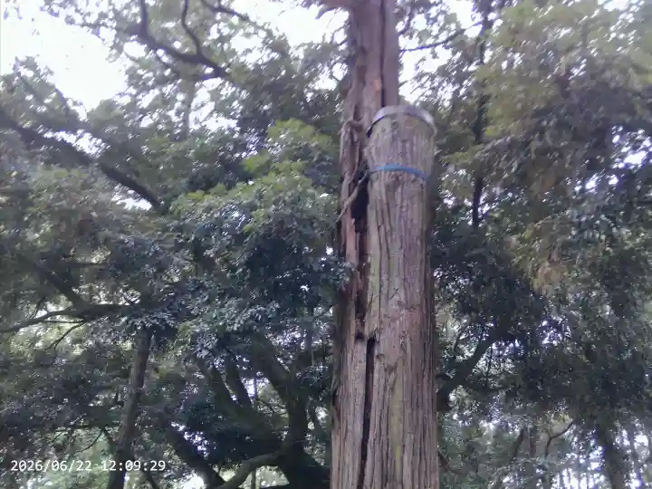 間々田八幡宮(栃木県)