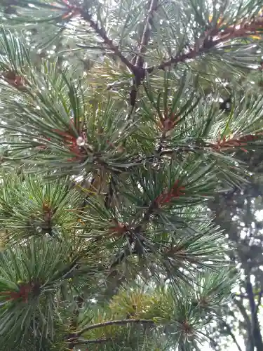 阿智神社の自然