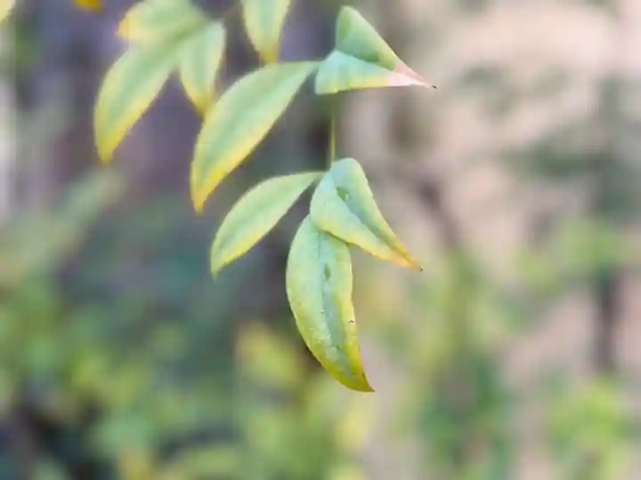 西方山極楽寺(岐阜県)