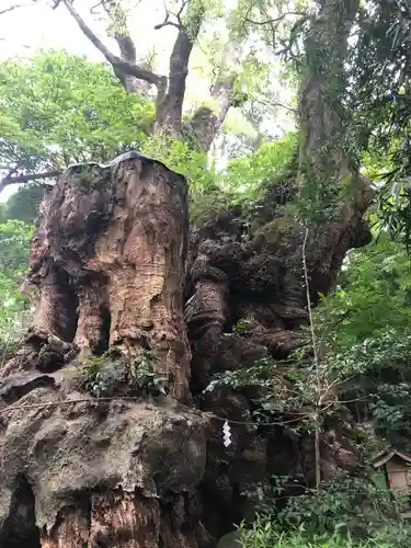 來宮神社の自然