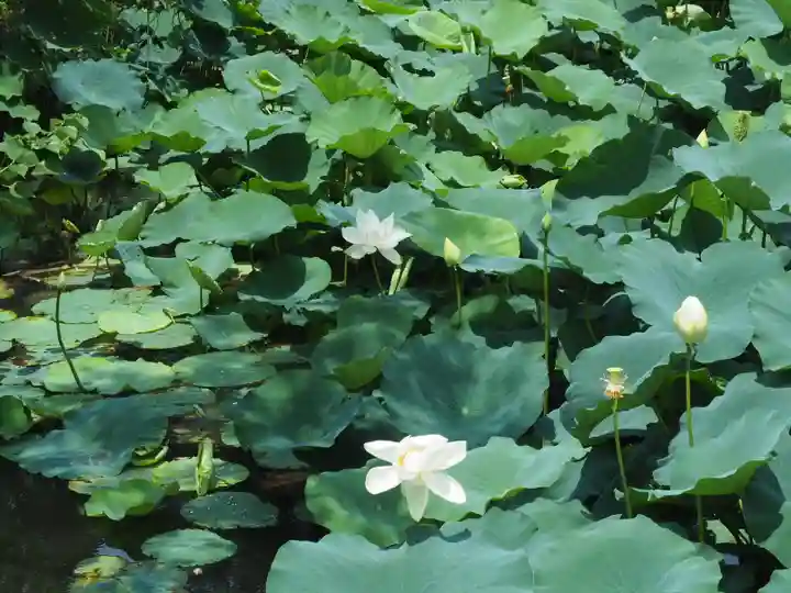 鶴岡八幡宮の自然