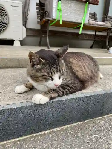 御誕生寺（猫寺）の動物