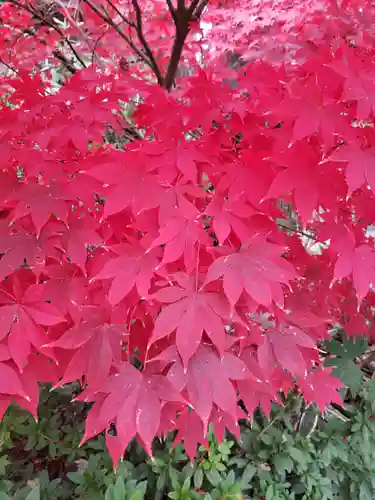 阿佐ヶ谷神明宮の自然