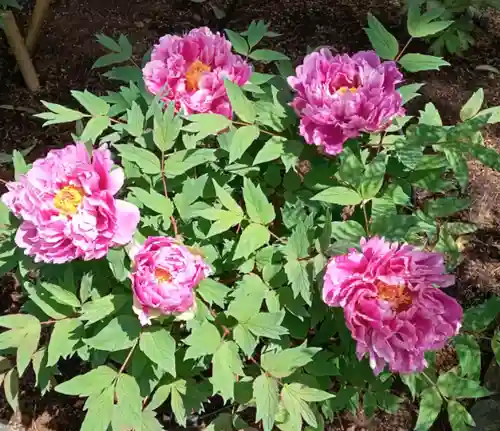 東長谷寺　薬王院の自然