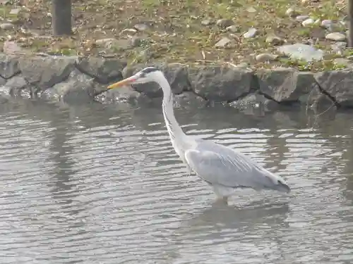鶴岡八幡宮の動物