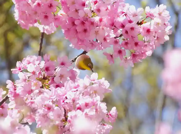 三津厳島神社(愛媛県)