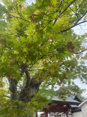 伊賀八幡宮(愛知県)