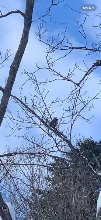 留辺蘂神社の動物