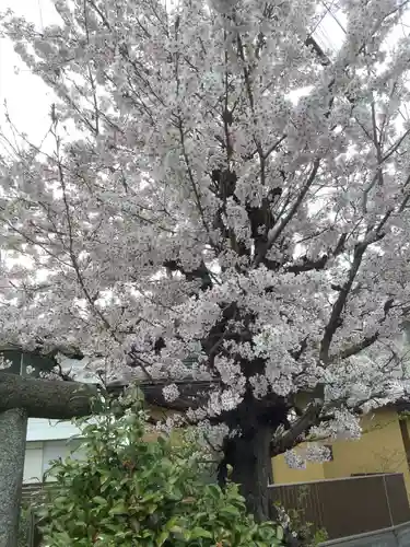 多賀神社（多賀町）の自然