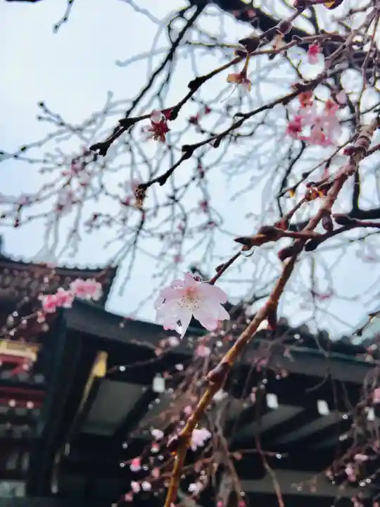 大坊本行寺の自然