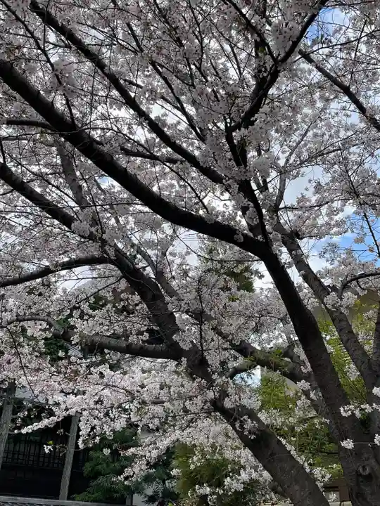 阿佐ヶ谷神明宮の自然