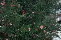 曽根神社の自然