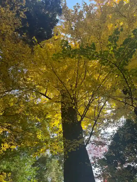 伊野天照皇大神宮(福岡県)