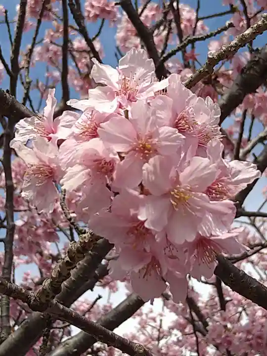かっぱの寺 栖足寺の自然