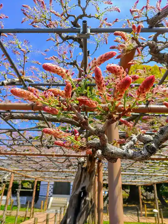 曼陀羅寺の自然