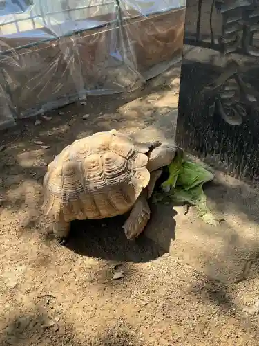 越谷香取神社の{uncategorized: "未分類", other: "その他", undefined: "問題あり", building: "その他建物", grave: "お墓", sacred_gate: "鳥居", guardian: "狛犬", statue: "像", buddha: "仏像", history: "歴史", nature: "自然", garden: "庭園", animal: "動物", pagoda: "塔", temizu: "手水舎", mountain_gate: "山門・神門", sanctuary: "本殿・本堂", subordinate: "末社・摂社", art: "芸術", scenery: "景色", jizo: "地蔵", ema: "絵馬", goshuin: "御朱印", omikuji: "おみくじ", items: "授与品その他", amulet: "お守り", goshuincho: "御朱印帳", eats: "食事", festival: "お祭り", votive_dance: "神楽", shichigosan: "七五三参", wedding: "結婚式", experience: "体験その他", initially: "初詣", around: "周辺", anti_infection: "感染症対策"}