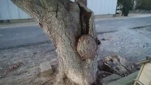 稲荷神社の自然