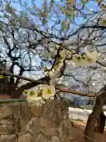 湯島天満宮の自然