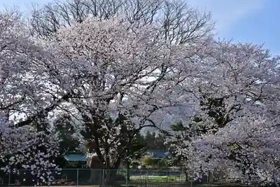 櫻井神社(新潟県)