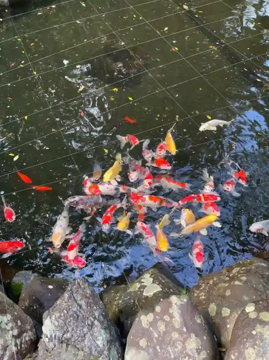 猿田彦神社の動物