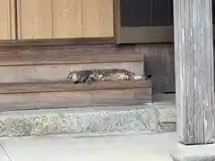 善導寺の動物