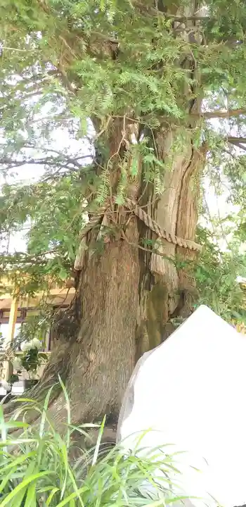 瀬戸神社の自然