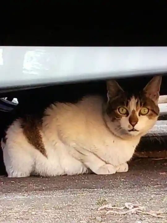 田端神社(東京都)