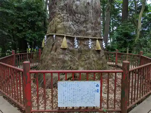 麻賀多神社の自然