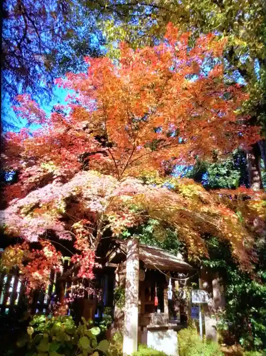 阿佐ヶ谷神明宮(東京都)