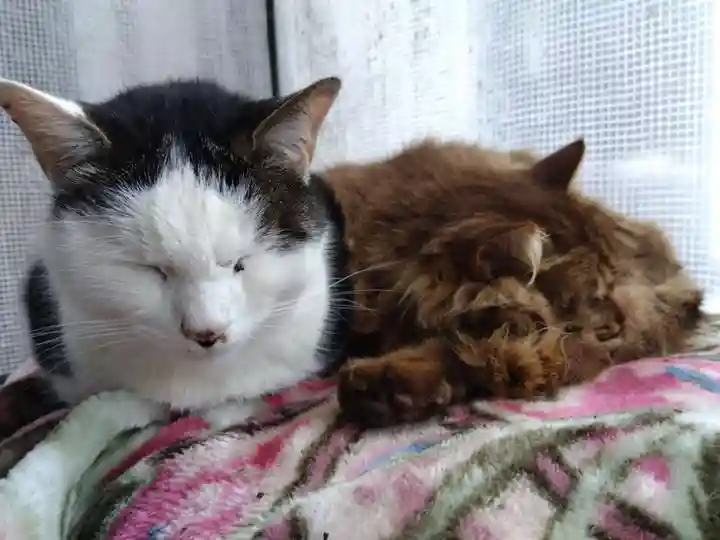 御誕生寺(猫寺)(福井県)