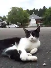 御誕生寺（猫寺）の動物