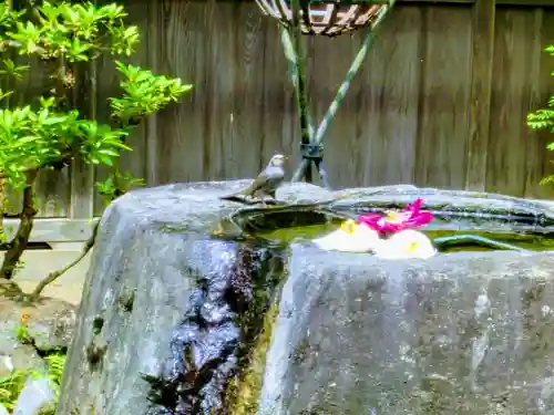 埴生神社の手水舎
