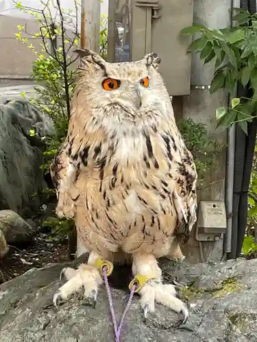 馬橋稲荷神社の動物