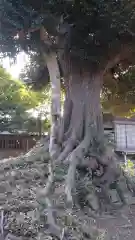 埴生神社の自然