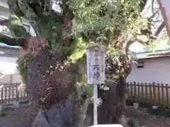 富知六所浅間神社の自然