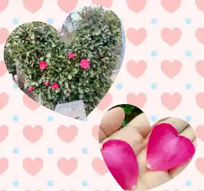 多治速比売神社(大阪府)